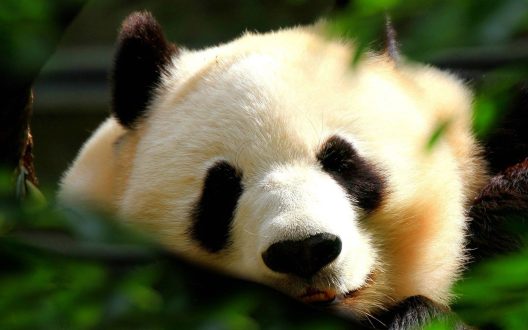 Panda Pictures