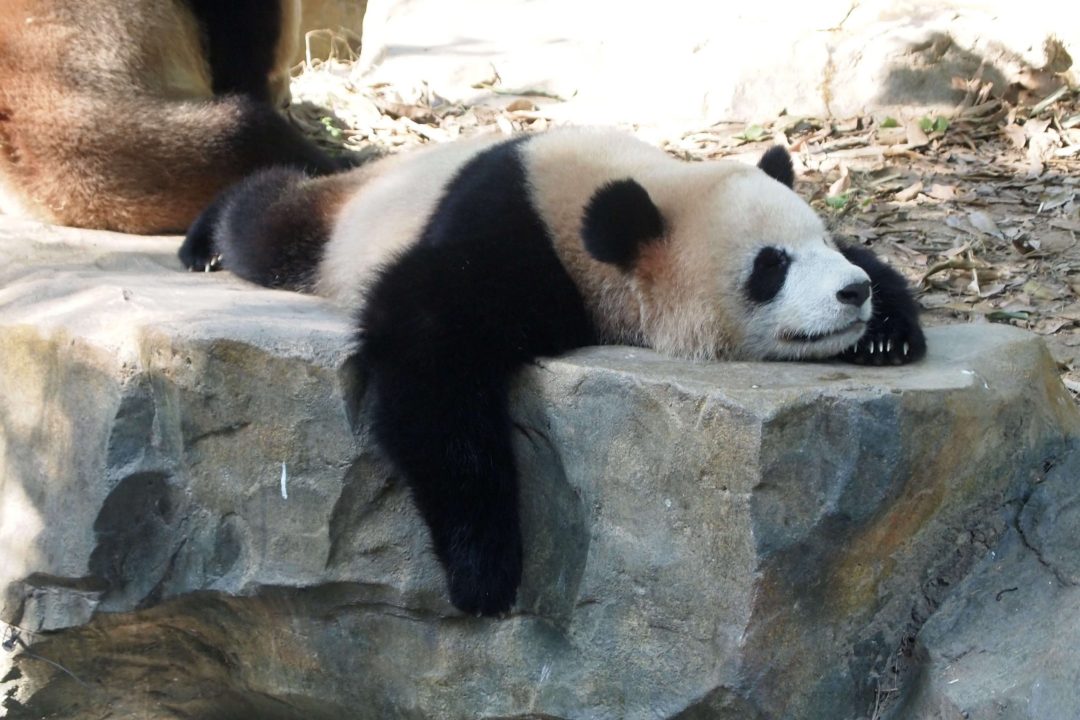 Panda images