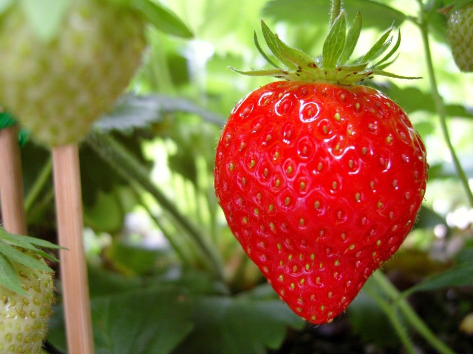 Strawberry 5