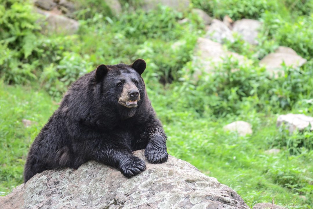 Bear 4