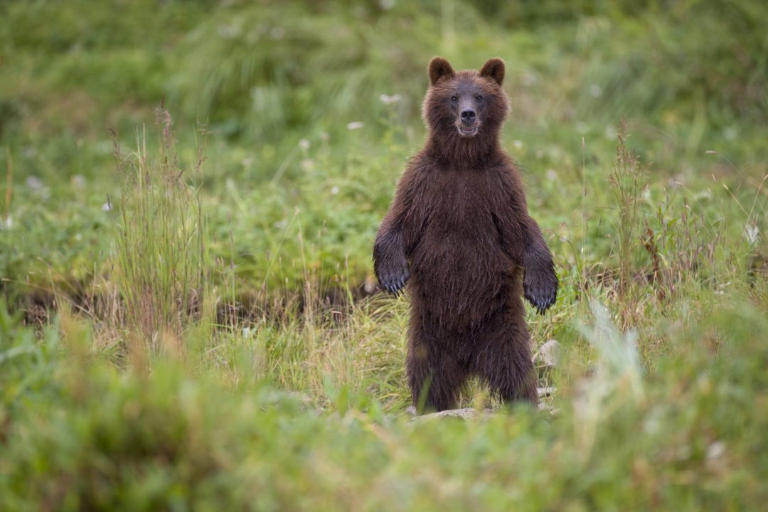 Bear Pictures