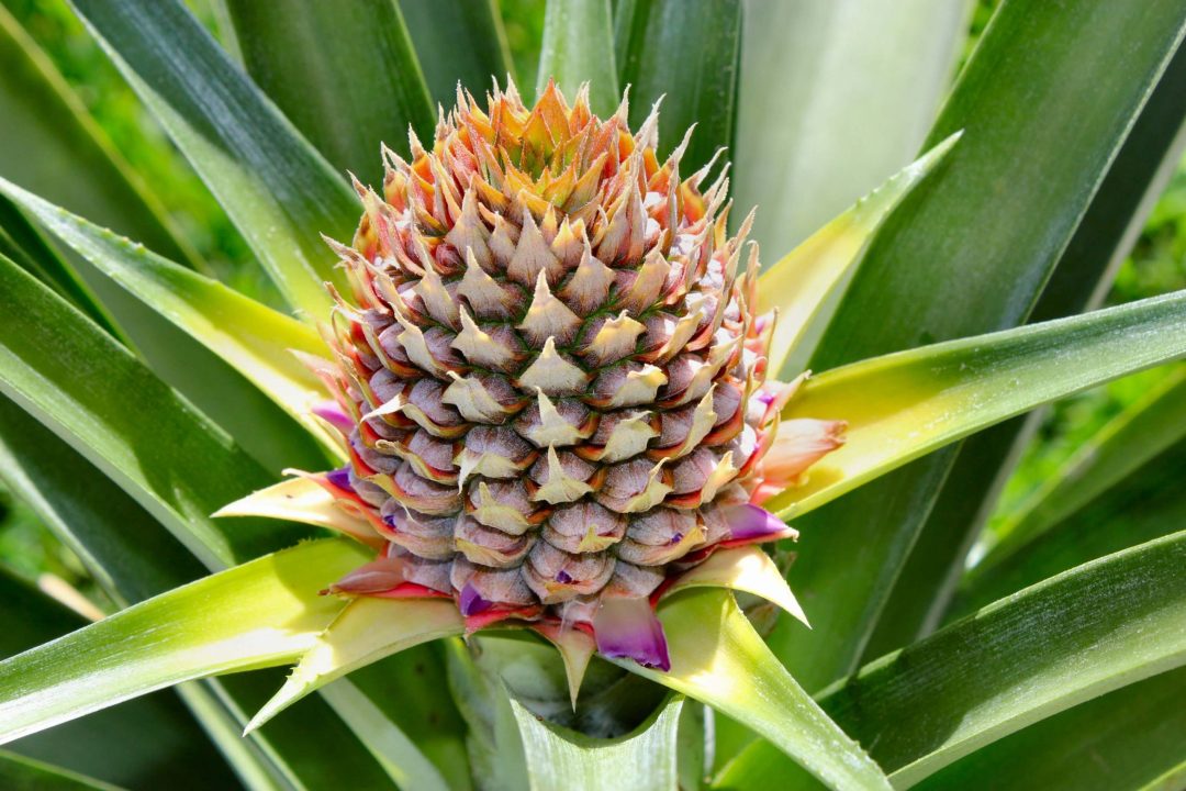 Pineapple High Definition Photos