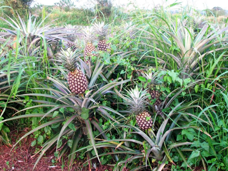 Pineapple Pictures