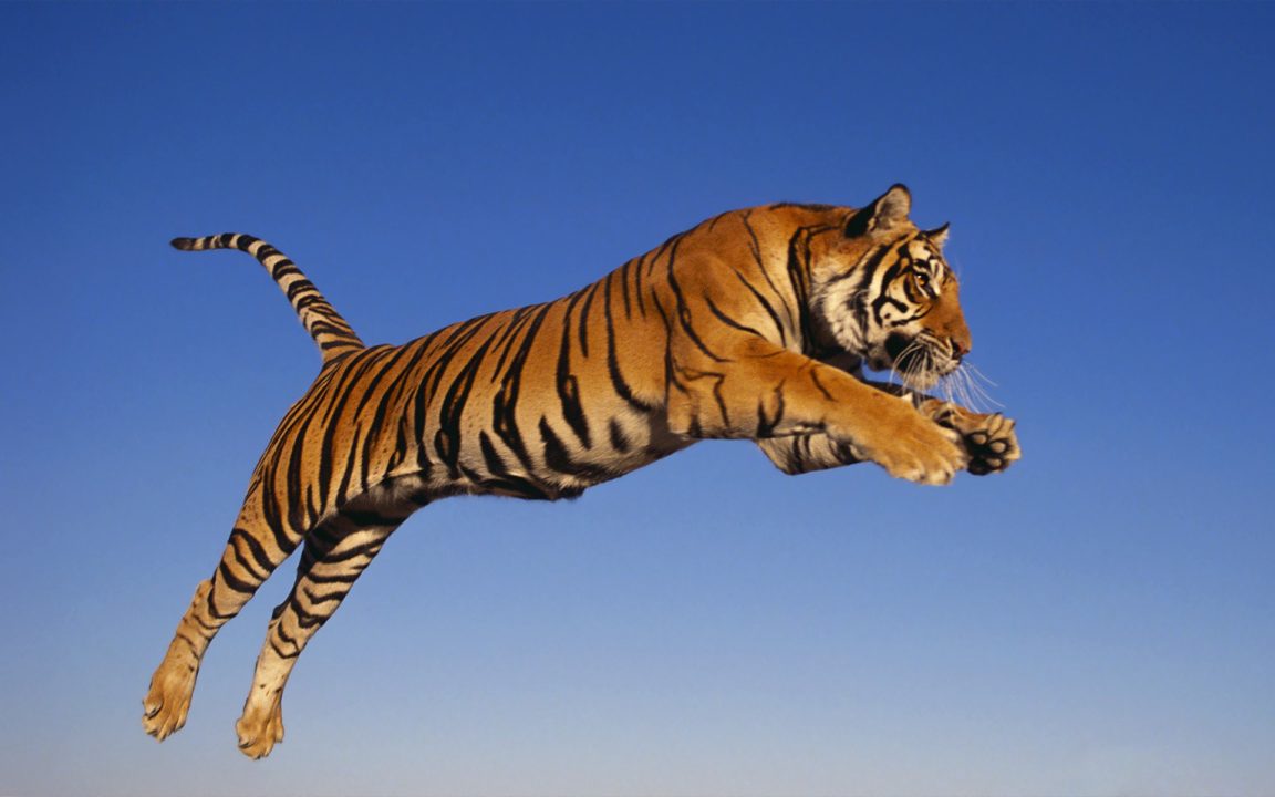 Tiger 9