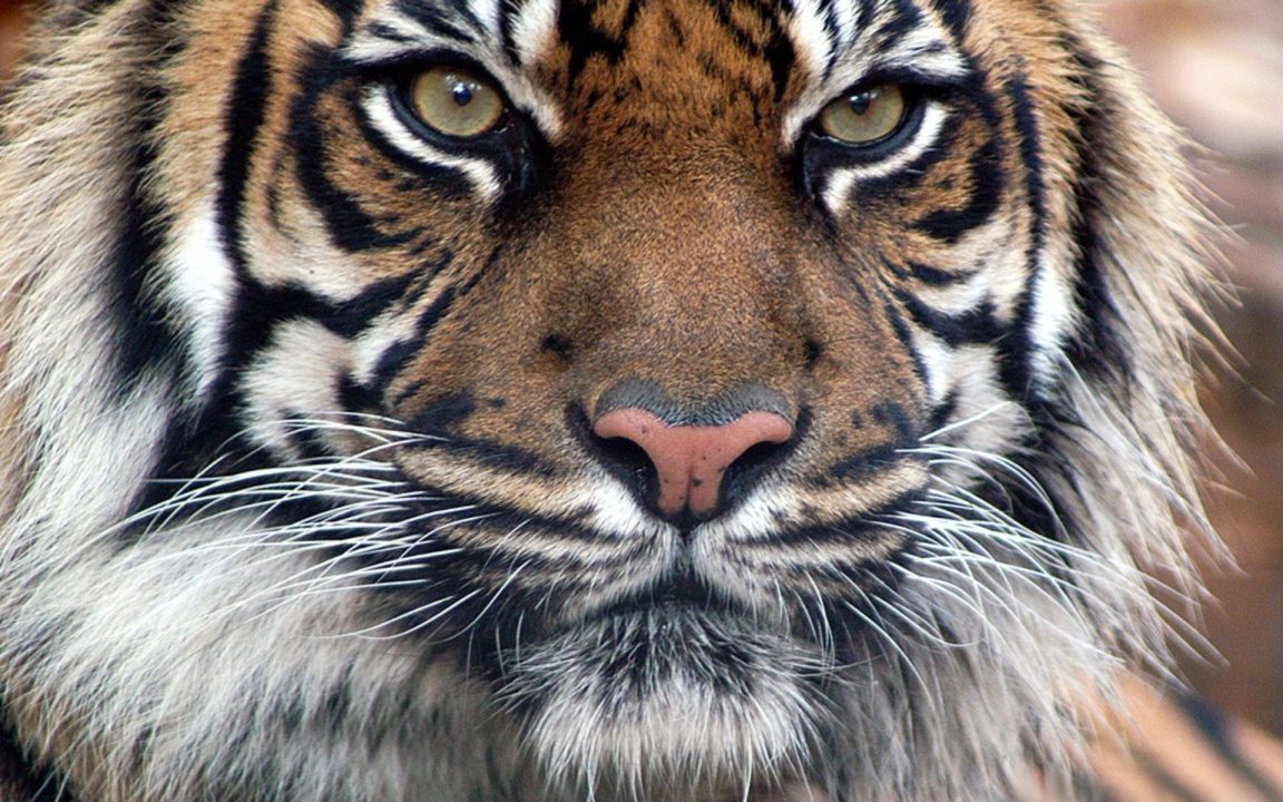 Tiger Background