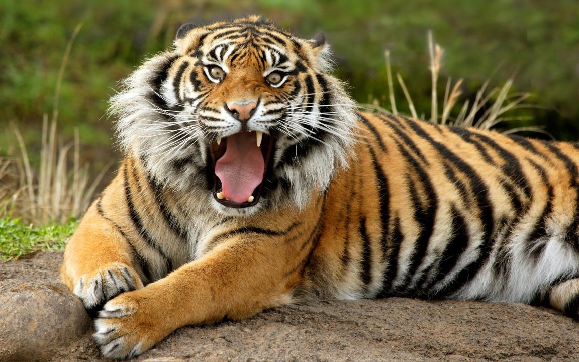 Tiger Background image