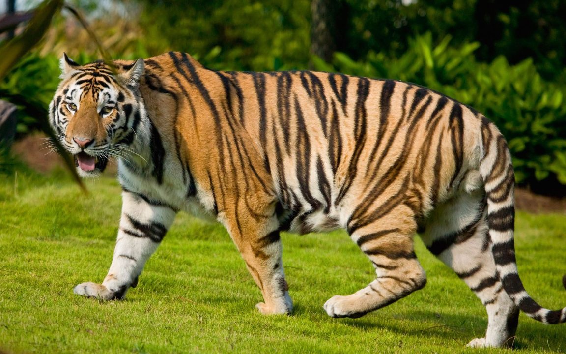 Tiger Desktop