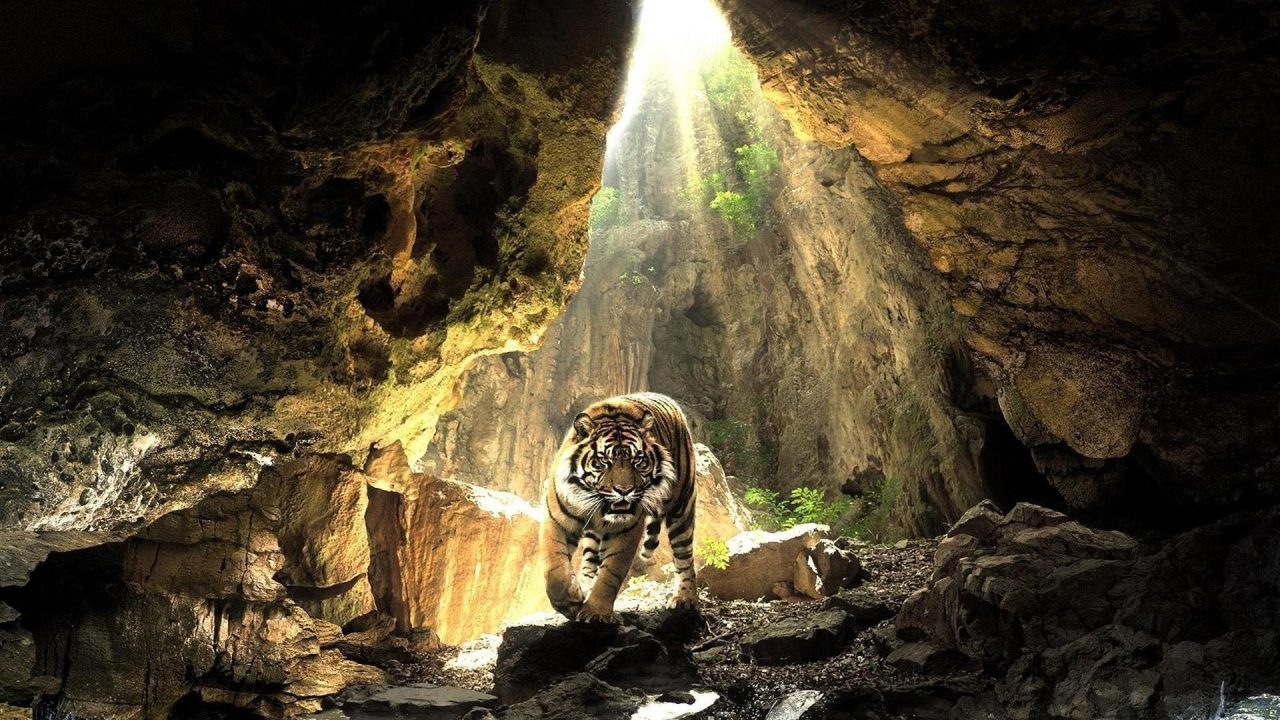 Tiger Desktop images