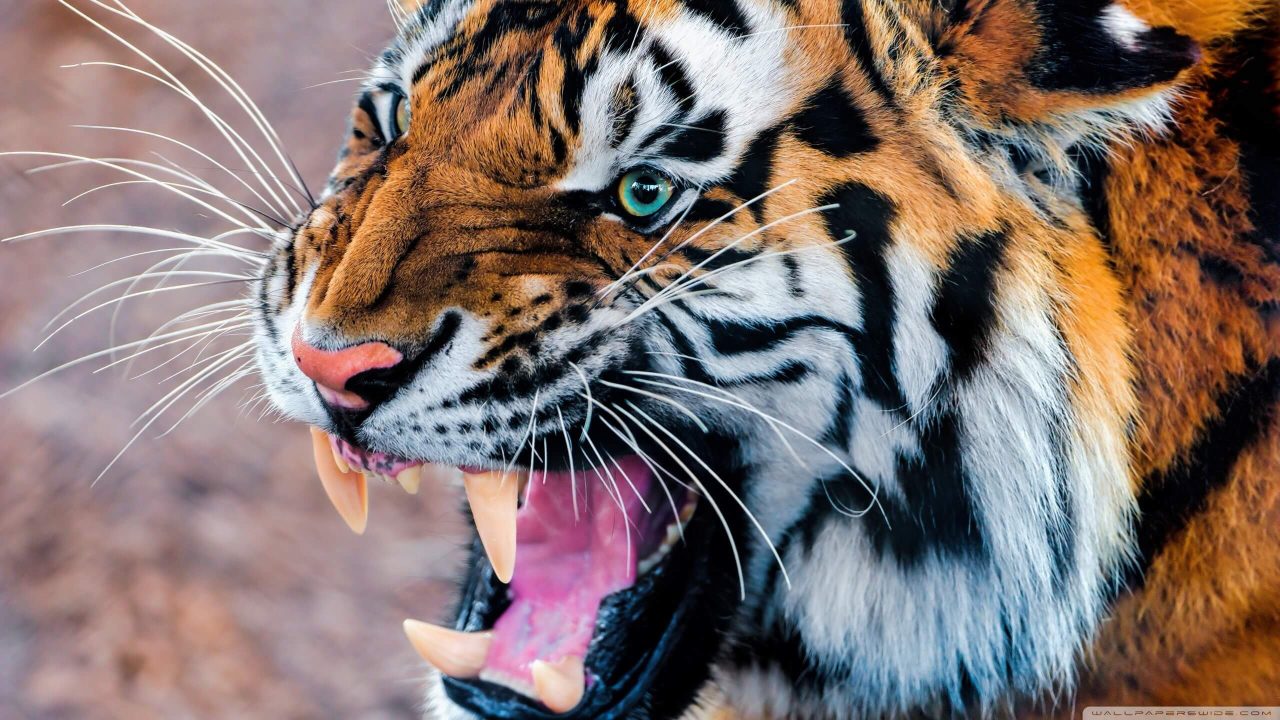 Tiger HD