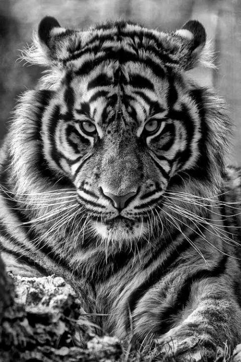 Tiger Mobile Wallpapers 2