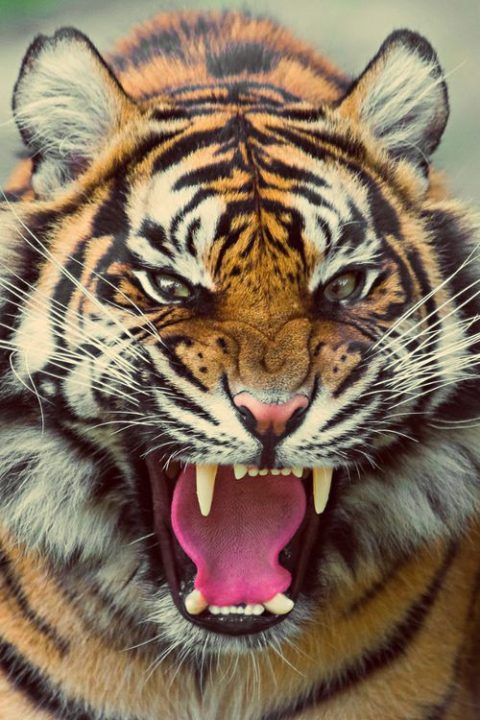 Tiger Mobile Wallpapers