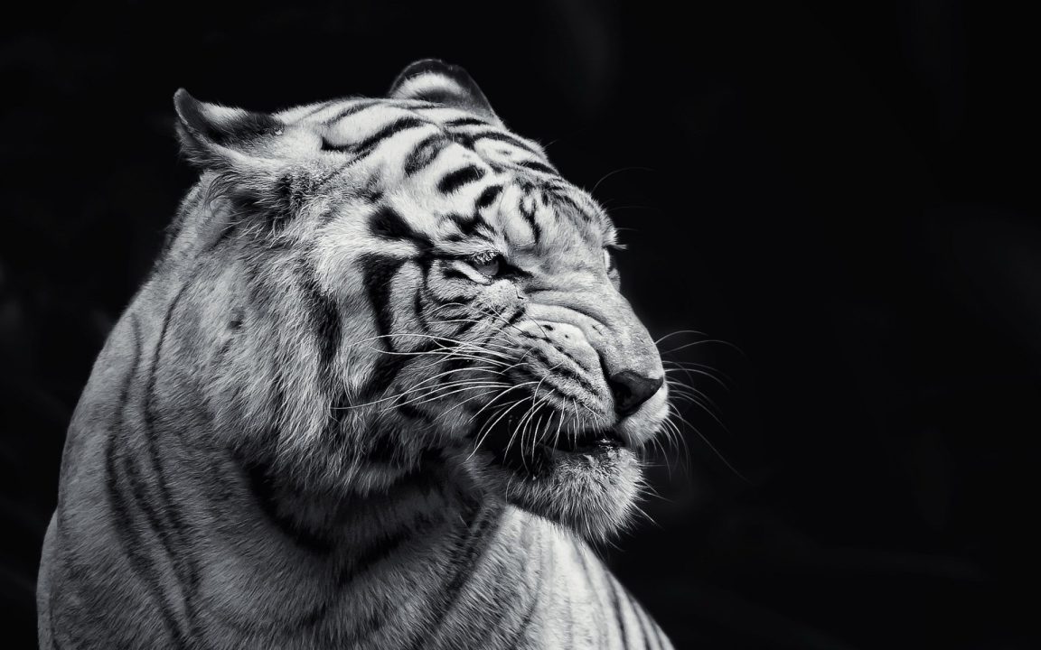 Tiger Wallpapers for Laptop