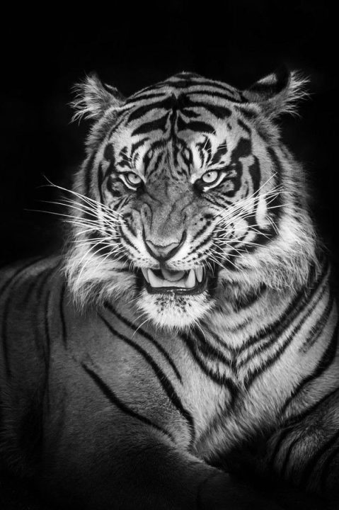 Tiger Wallpapers for iphone