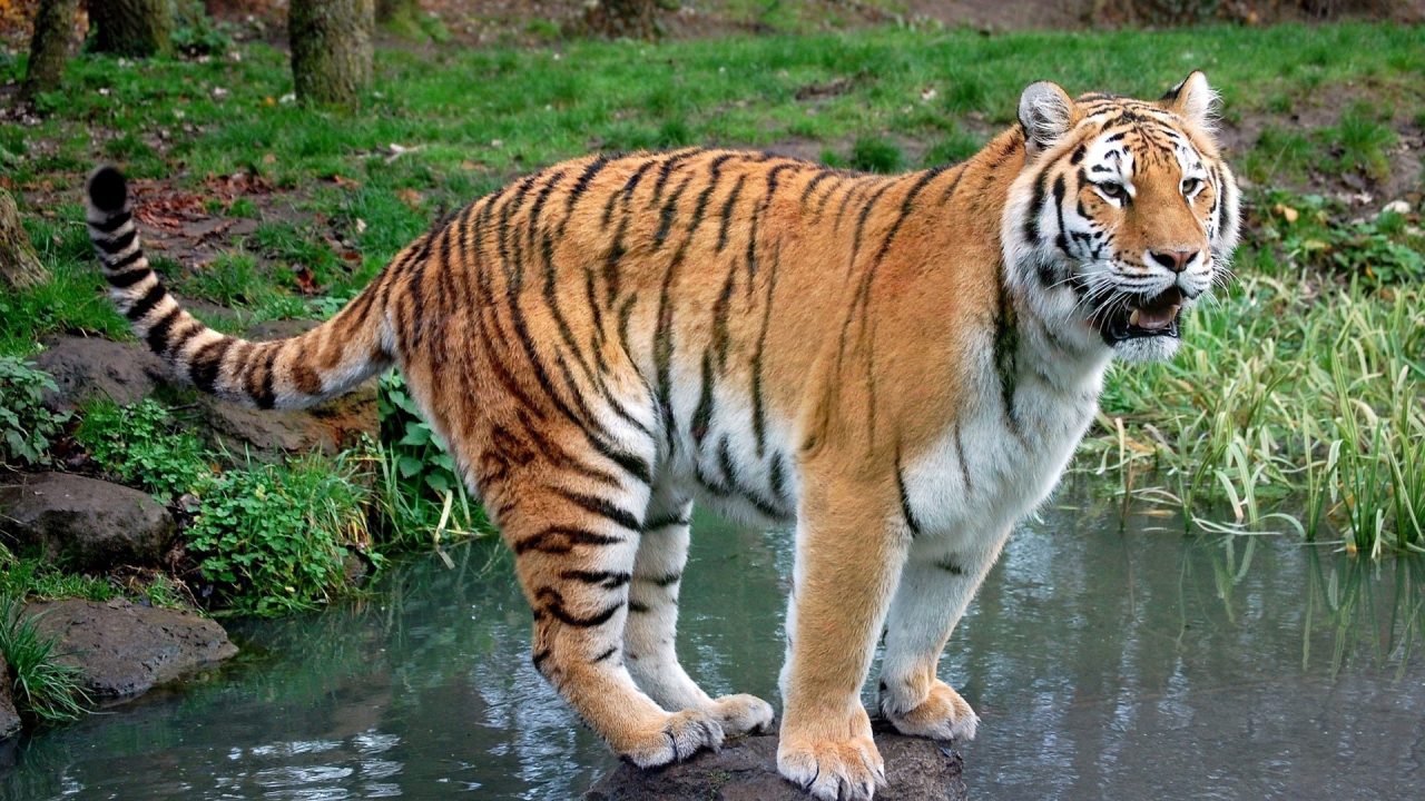 Tiger images