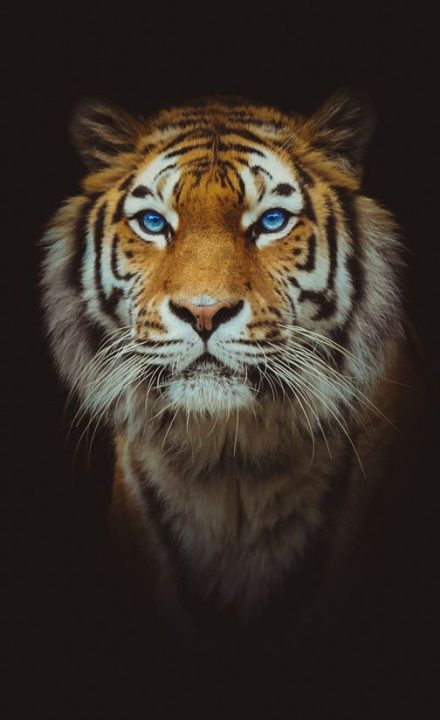 Tiger iphone Wallpapers