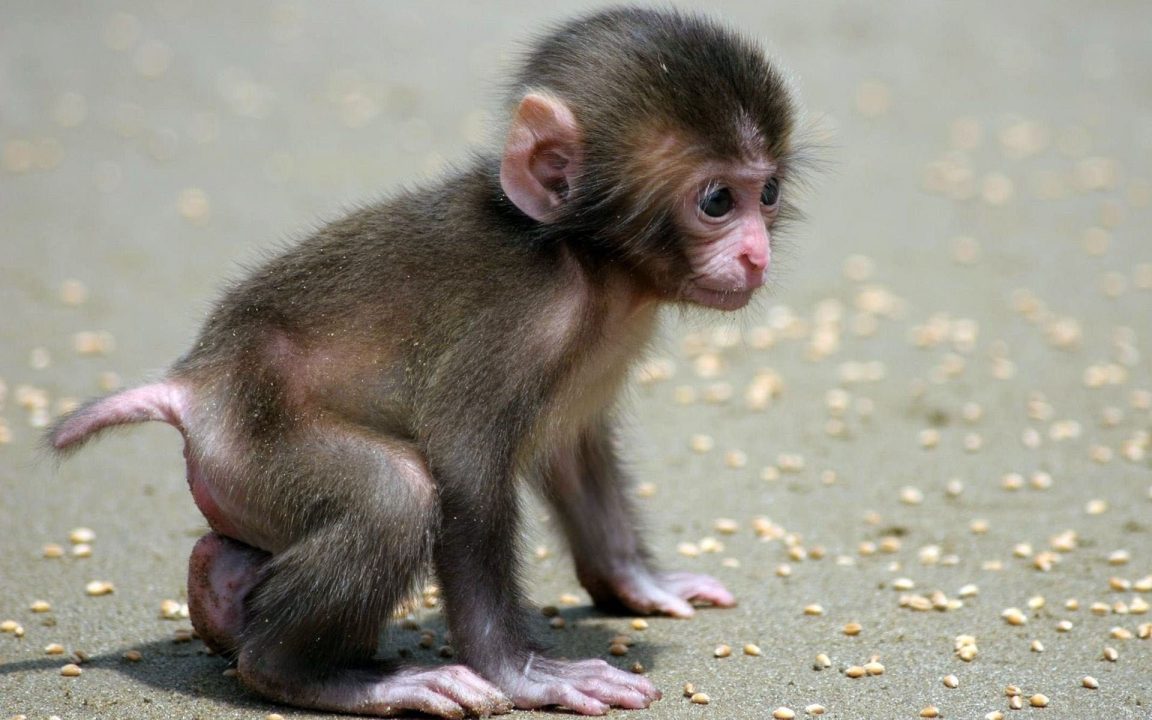 Baby Monkey Wallpapers