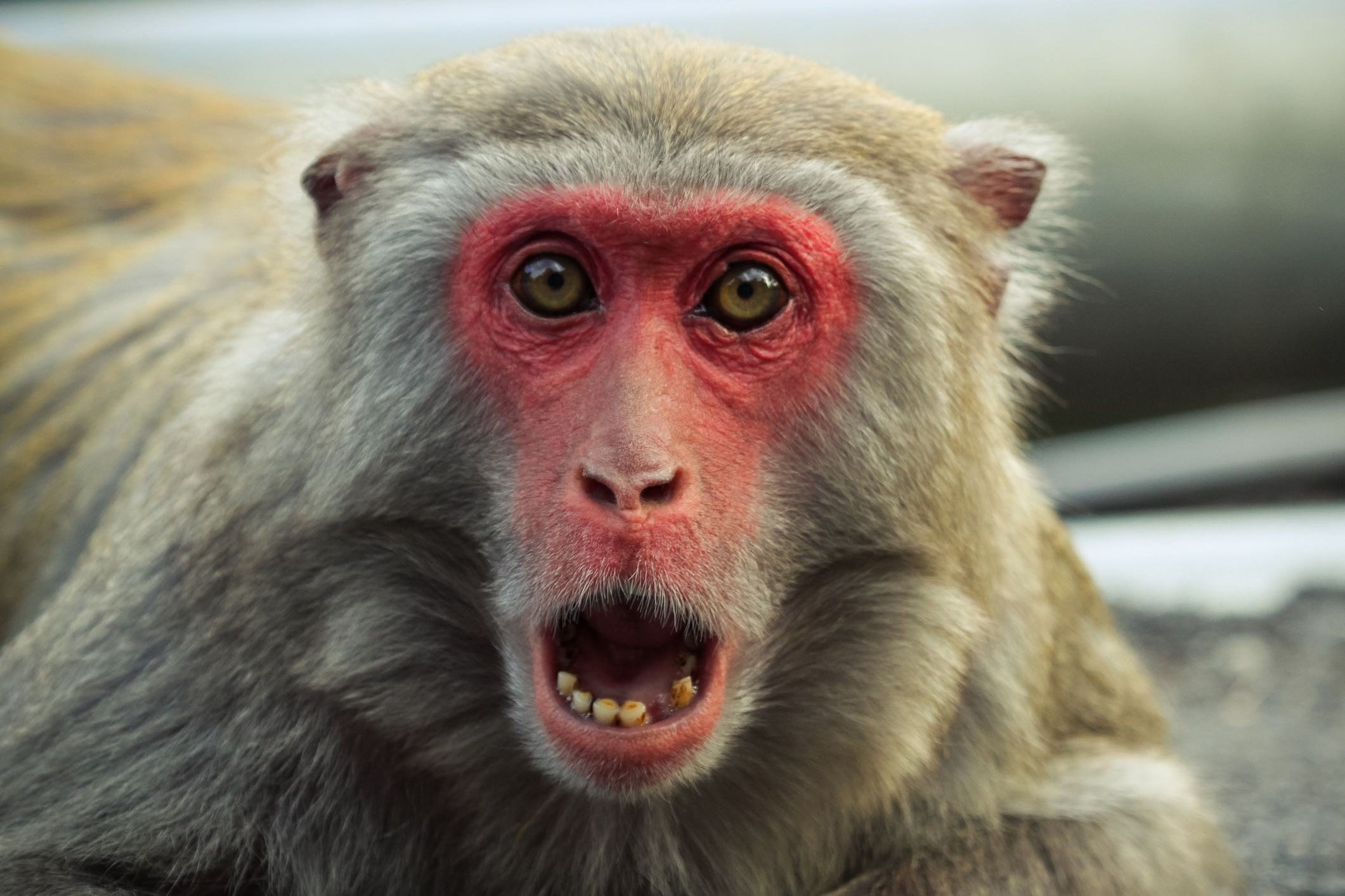 Monkey Images Wallpics Net