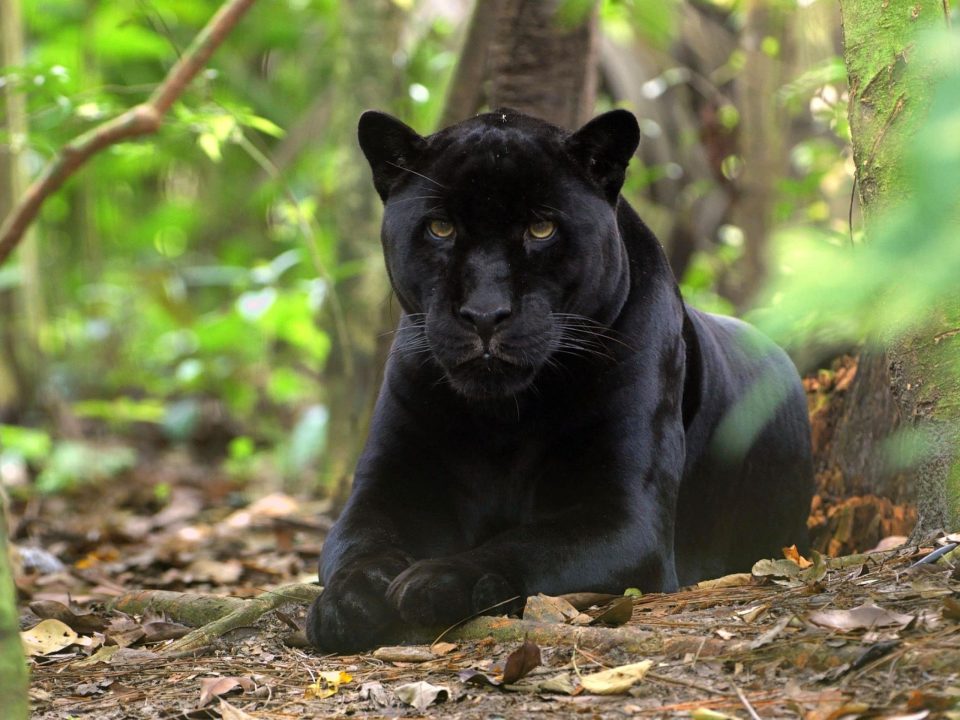 Panther HD