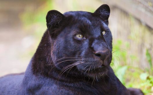 Panther Photos