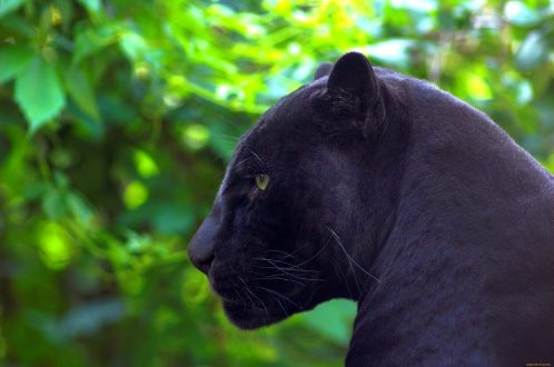 Panther images