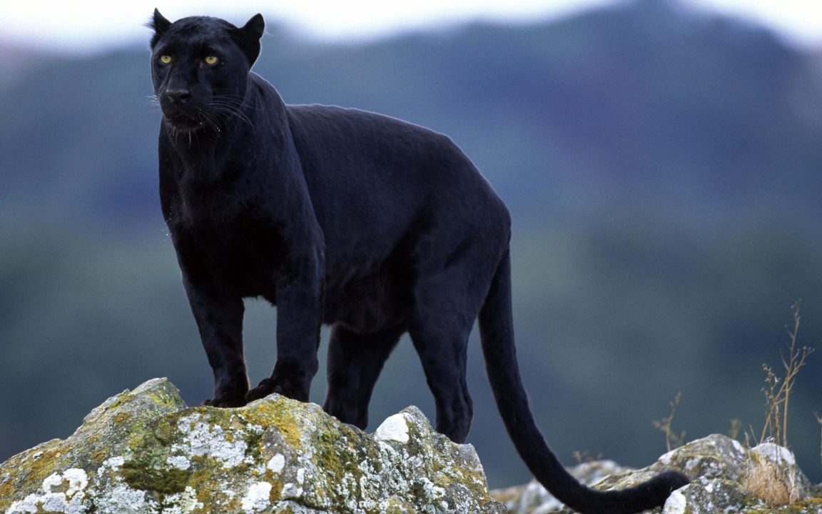 Panther