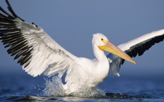 Pelican