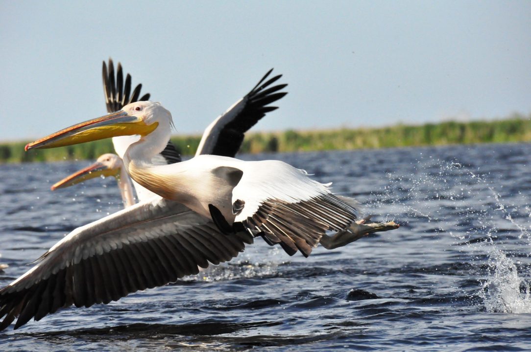 Pelican Background images