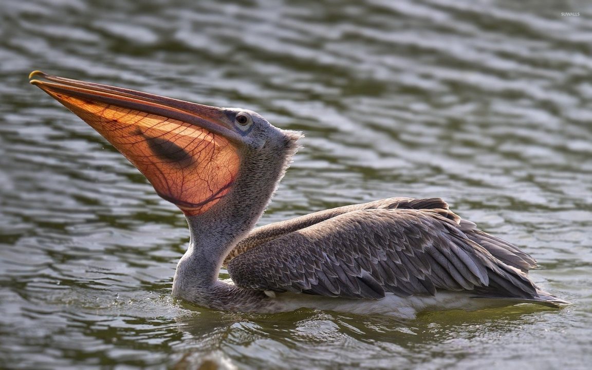 Pelican Desktop