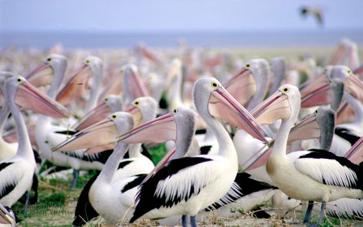 Pelican Desktop Wallpapers
