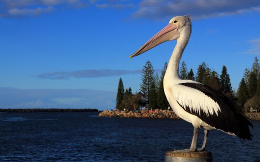 Pelican High Definition Wallpapers