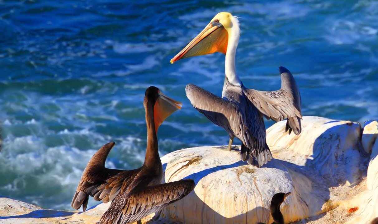 Pelican Laptop Wallpapers