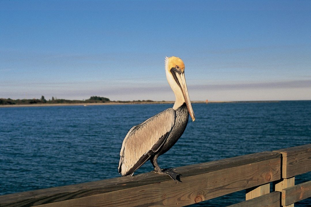 Pelican Wallpapers