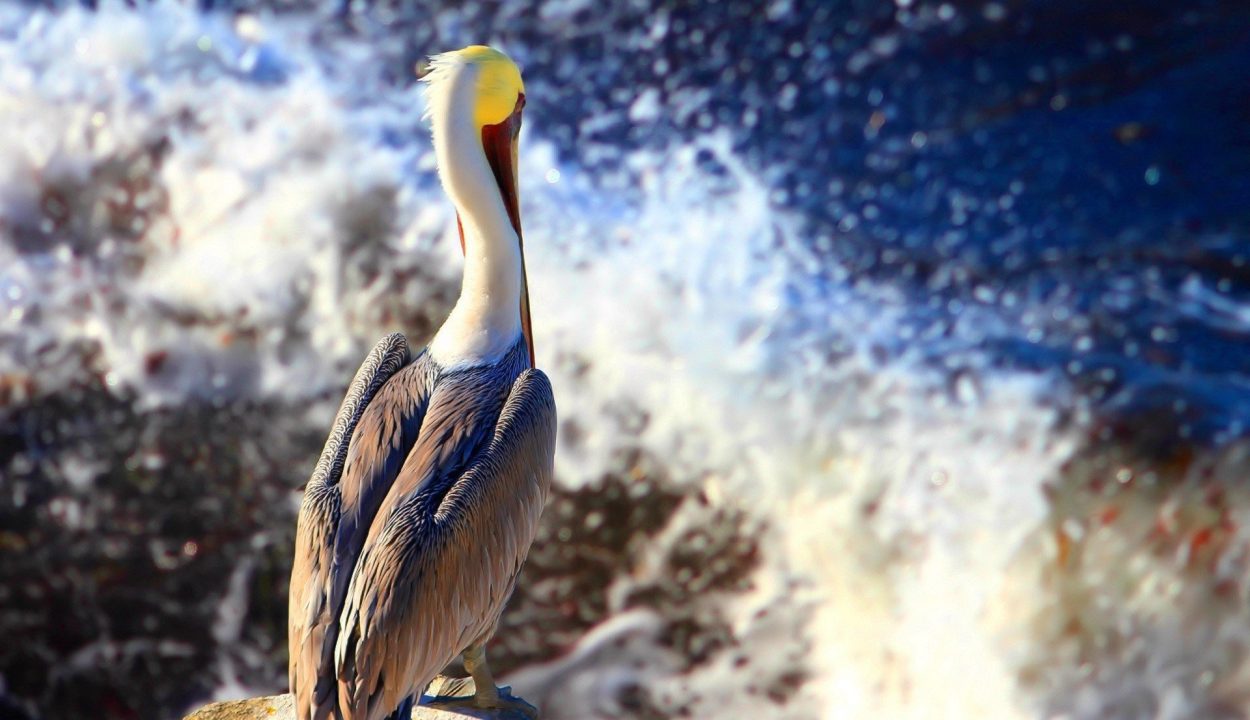 Pelican images