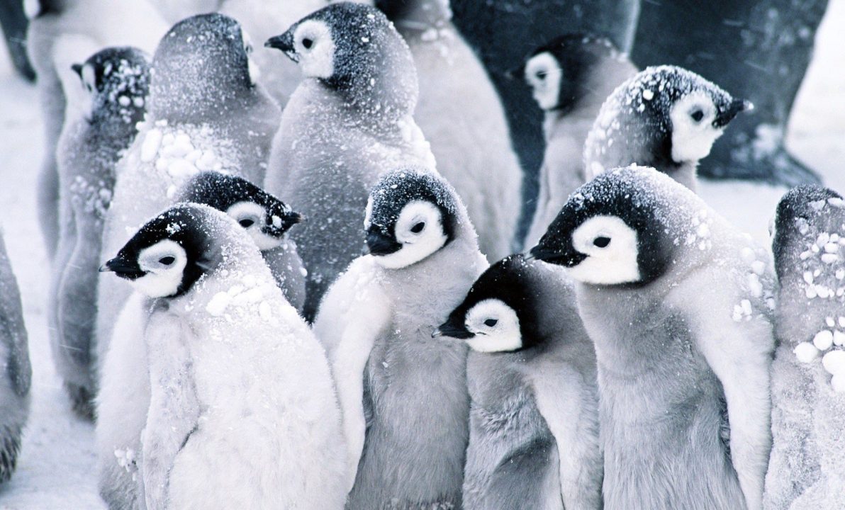 Penguin Desktop images