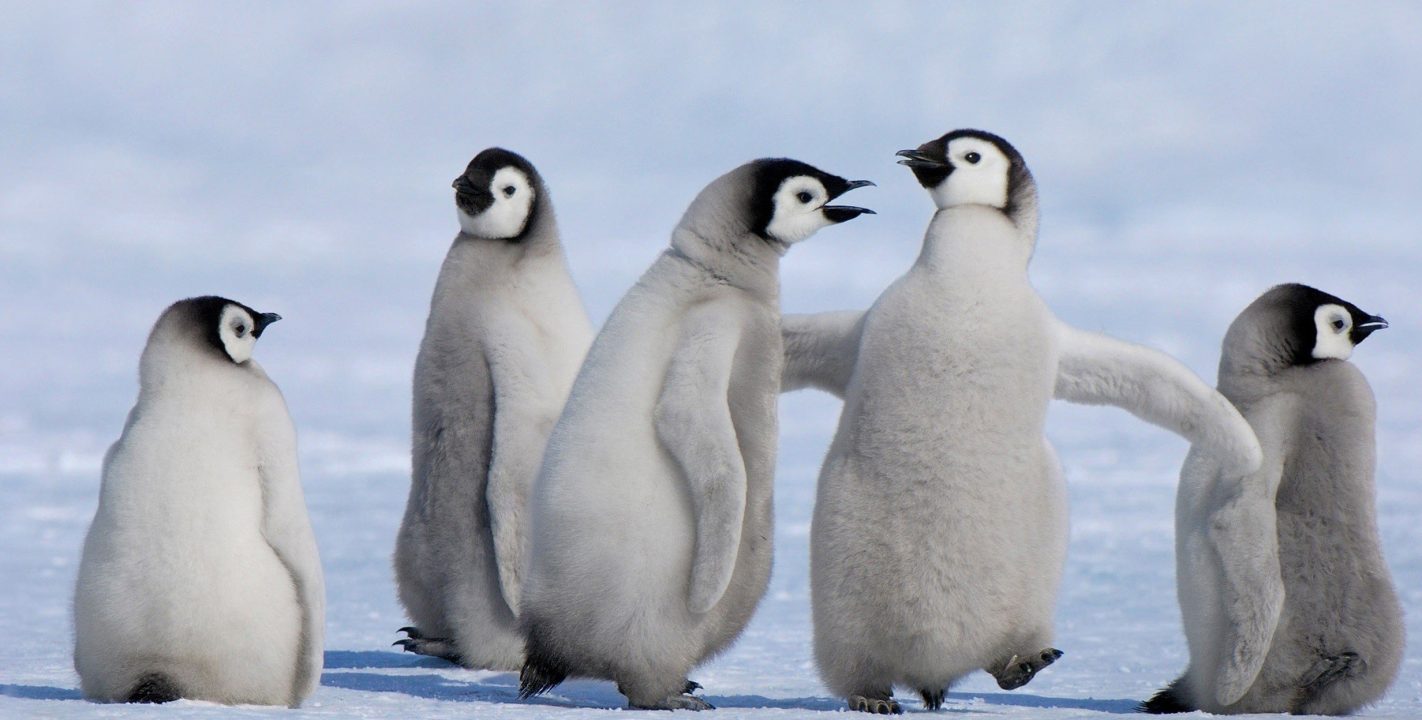 Penguin HD