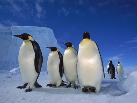Penguin High Definition Wallpapers