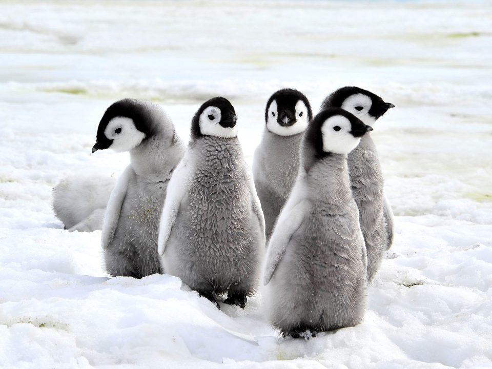 Penguin Photos