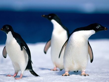 Penguin Pics