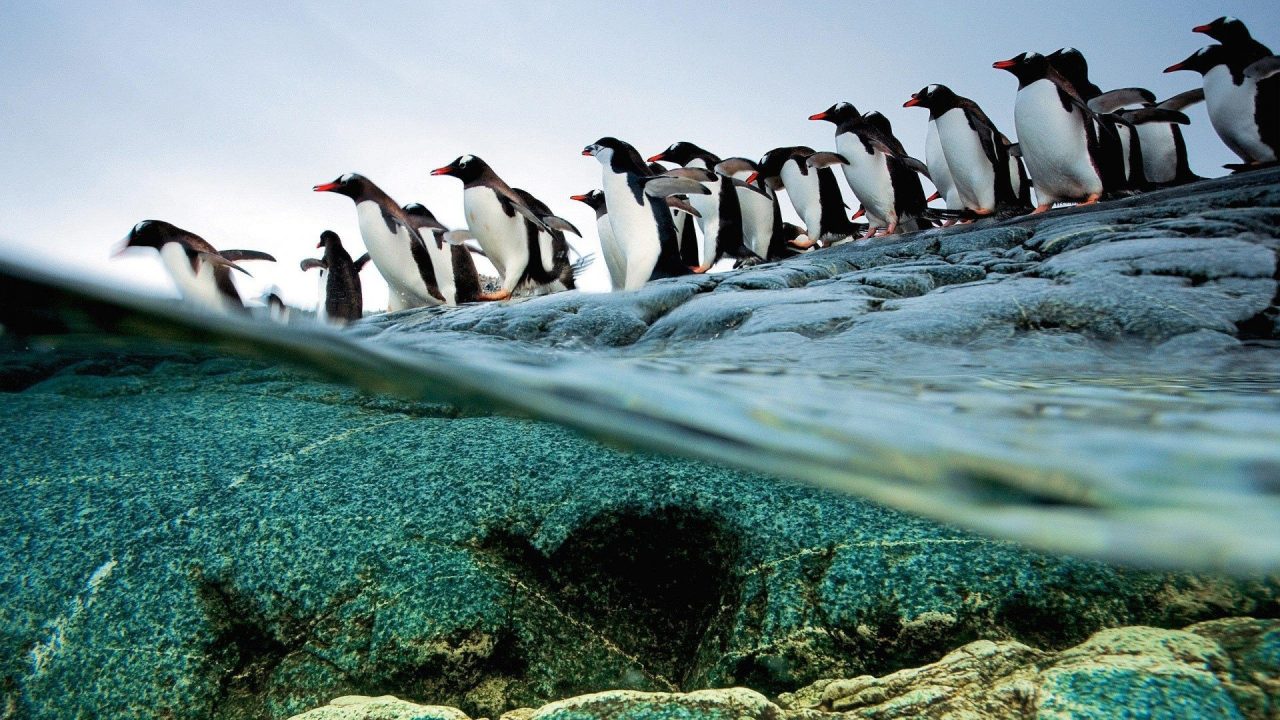 Penguin Wallpapers