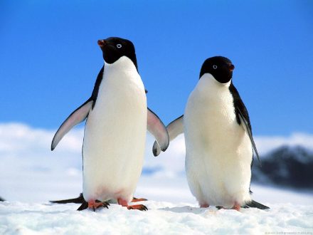 Penguin images