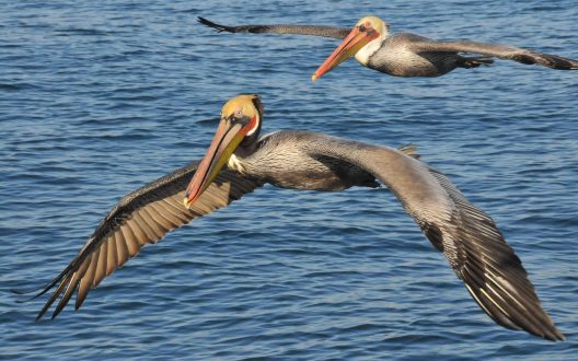 Pictures of Pelican