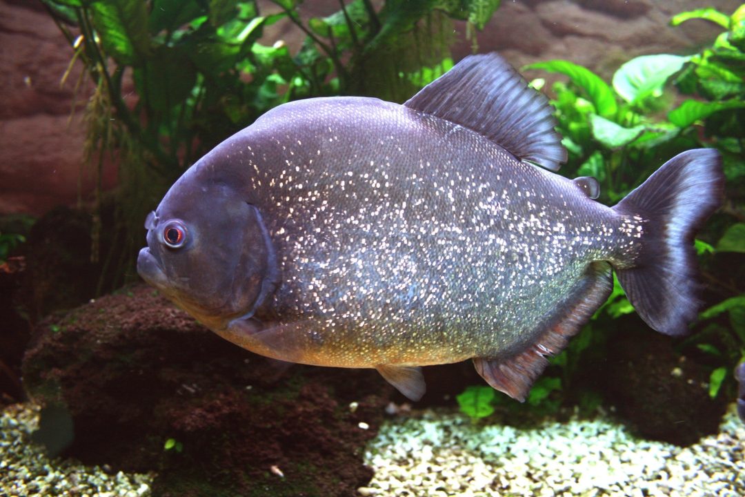 Piranha