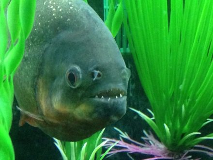 Piranha Background images