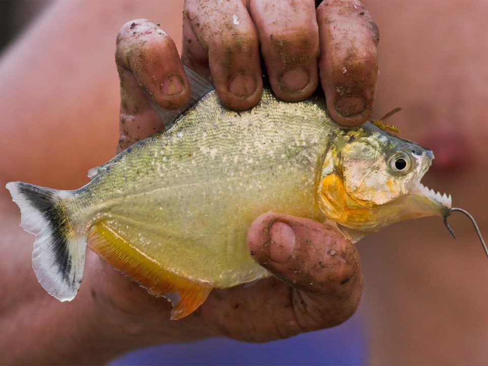 Piranha HD