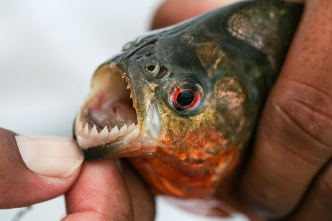 Piranha Pictures