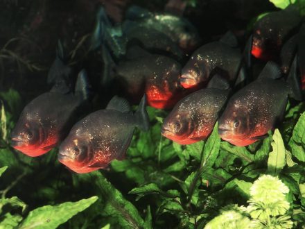 Piranha images