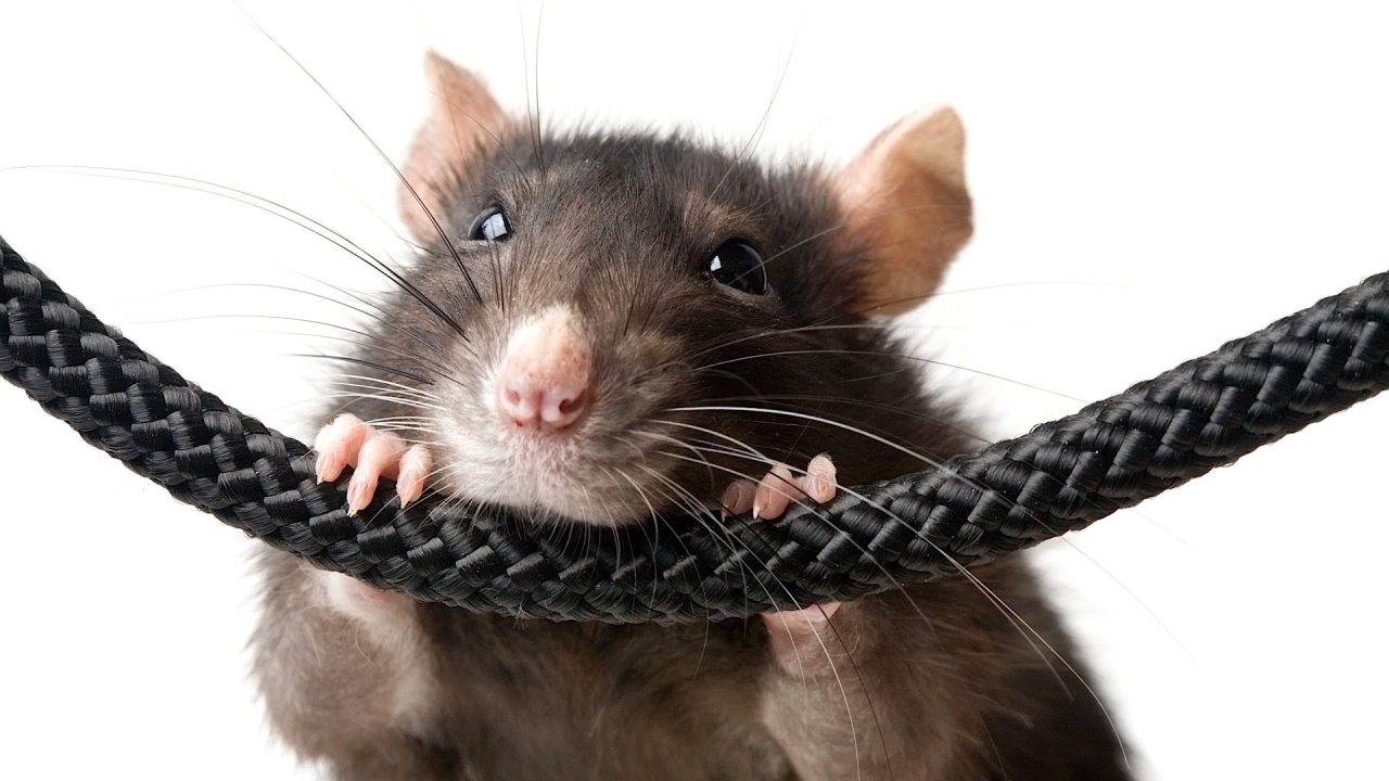 Rat 5