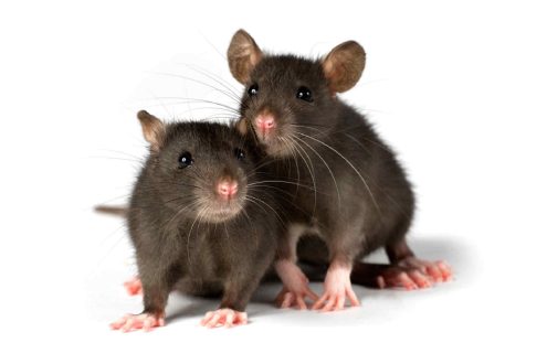 Rat Pictures