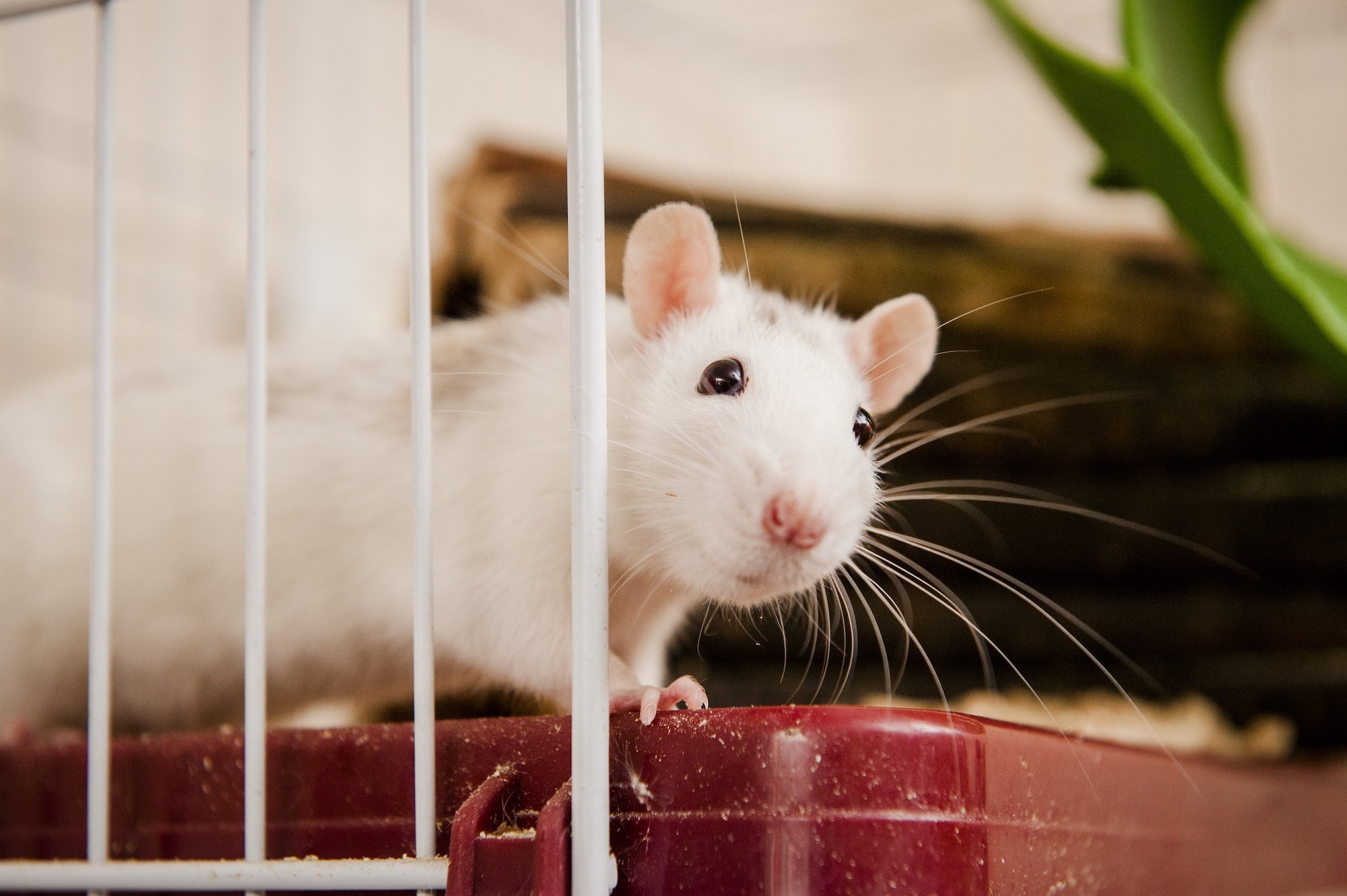 Rat Tumor Removal Cost: Guide & Average Pricing