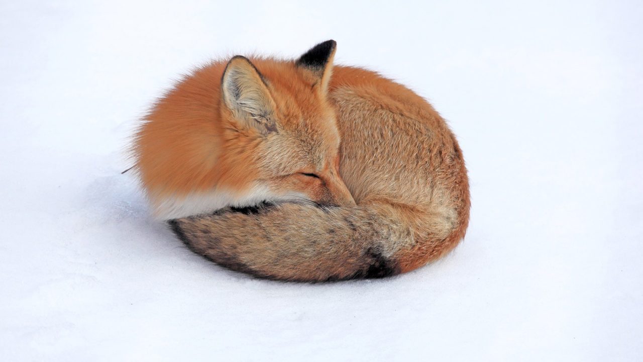 Fox Laptop Wallpapers